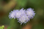 PICT7212_2