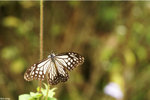 PICT7261_2
