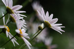 PICT7593_2