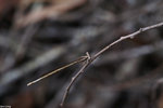 PICT8178_2