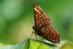 PICT8264_2