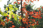 PICT6676_2