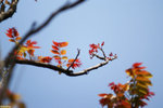 PICT6792_2
