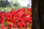 PICT6806_2