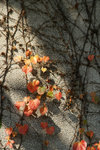 PICT6809_2