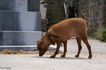 PICT_D2945