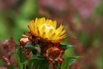 PICT7993_2