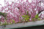 PICT8015_2