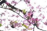 PICT8017_2