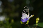 PICT_D2778