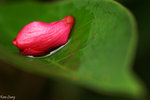 PICT_D2780