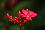 PICT_D2785