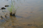 PICT_D2212