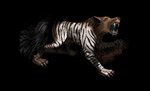 zebra-jackal