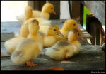 ducky 02