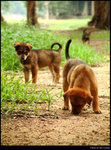 Puppies