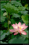 lotus 01s