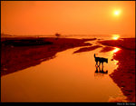 The Dog 