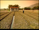 Hut & Farmland