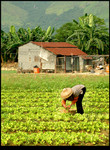 Hut & Farmland