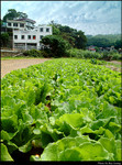 Village