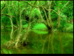 Green Forest 2