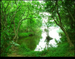 Green Forest 3