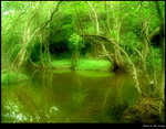 Green Forest 1