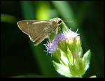Small Bug on Flower