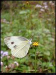 White Butterfly