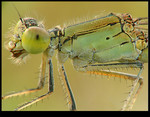 
Damselfly Close-up