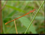 Small Damselfly