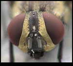 Fly Portrait