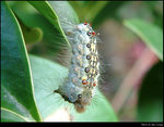 Worm