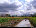 Field
