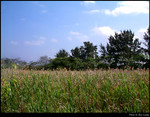 Inside the Field