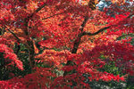 IMG_2984%20Simply%20Red_G5o7bIQYOiP5