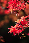 IMG_3089%20red_GxtjypBXcme8