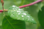 IMG_9489 Leaf