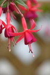 IMG_9580 Flower