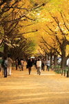 Yellow Leaves in Tokyo