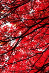 Red Leaves in Tokyo