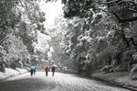 Meiji Jingu in Snow, Tokyo
