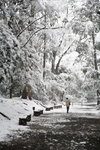 Meiji Jingu in Snow, Tokyo