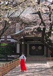 Sakura in Yasukuni Jinja, Tokyo