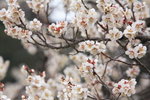 IMG_8961_ddDIFYG8FWF6