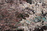 IMG_8964_yxw0Z13L380O