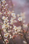 IMG_8988_75ypztidEalp
