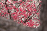 IMG_9066_xQ52tfZk61zM