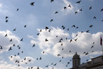 IMG_4843%20pidgeons!_a8I9q6MJ0zHa